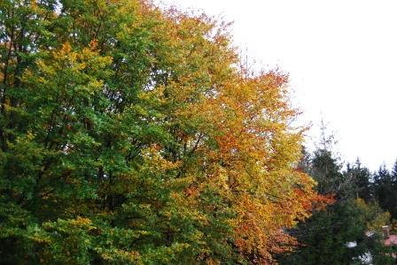 01 Herbst